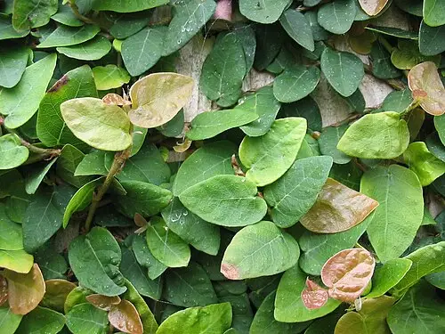 왕모람 (Ficus pumila)