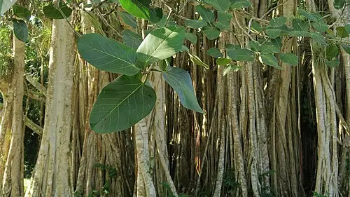 인도보리수 (Ficus religiosa)