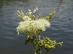 메도스위트