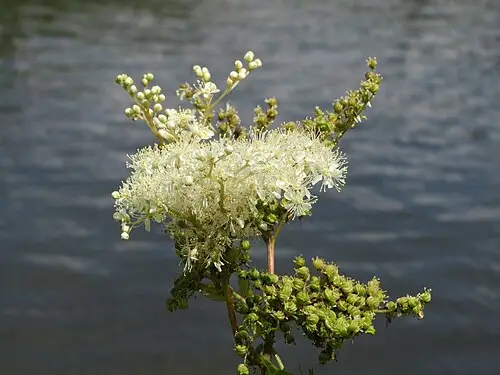 메도스위트 (Filipendula ulmaria)