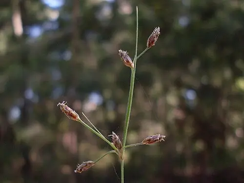 하늘지기 (Fimbristylis dichotoma)
