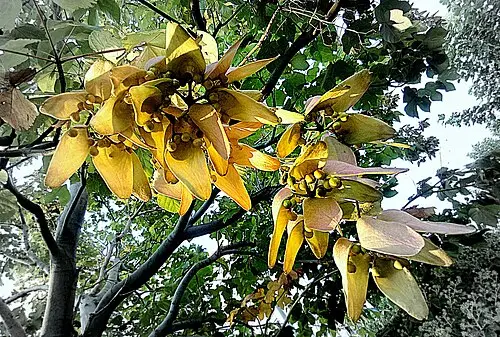 벽오동 (Firmiana simplex)