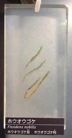 봉황이끼 (Fissidens nobilis)