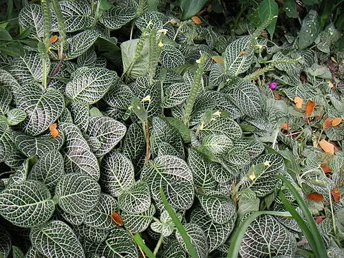 피토니아 (Fittonia albivenis)
