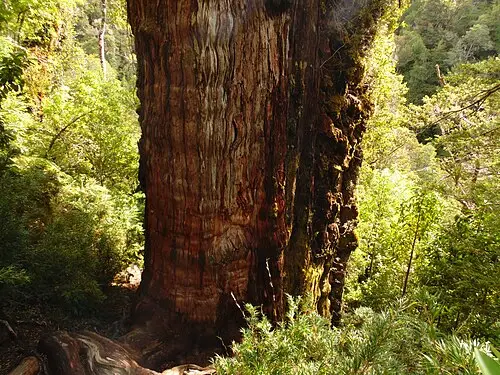 알레르세 (Fitzroya cupressoides)