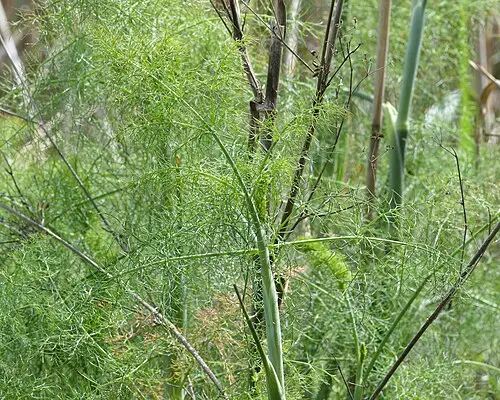 회향 (Foeniculum vulgare)