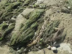 검정냇이끼 (Fontinalis antipyretica)