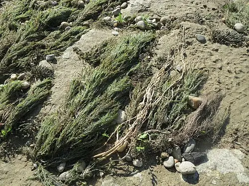 검정냇이끼 (Fontinalis antipyretica)