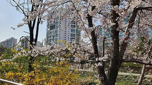 개나리 (Forsythia koreana)