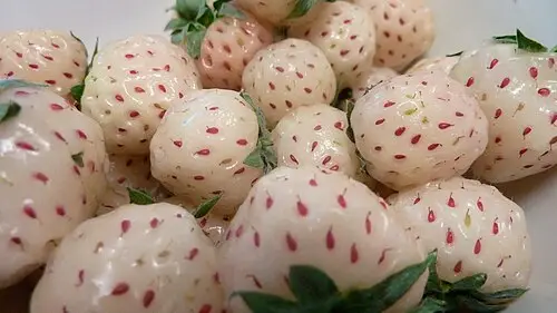 딸기 (Fragaria × ananassa)