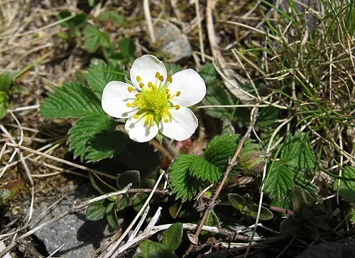 흰땃딸기 (Fragaria nipponica)