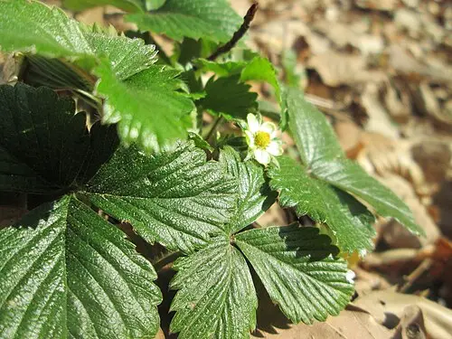 야생딸기 (Fragaria vesca)