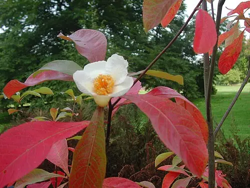 프랭클리니아 (Franklinia alatamaha)