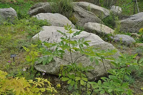 물들메나무 (Fraxinus chiisanensis)