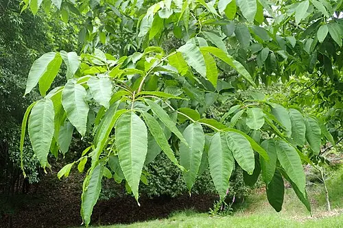 들메나무 (Fraxinus mandshurica)