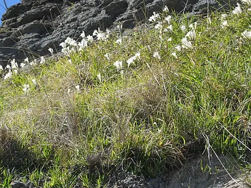프리지어 (Freesia refracta)