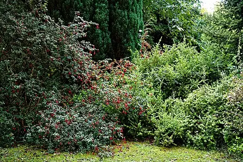 후크시아 (Fuchsia magellanica)