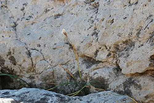 개감채 (Gagea serotina)