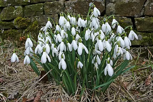 설강화 (Galanthus nivalis)