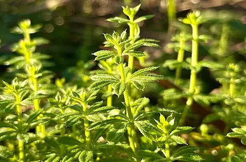 큰갈퀴덩굴 (Galium aparine)