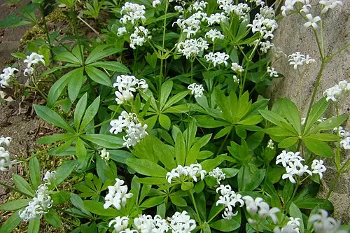 선갈퀴 (Galium odoratum)