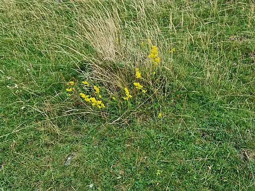 솔나물 (Galium verum)