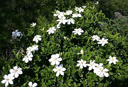 치자나무 (Gardenia jasminoides)