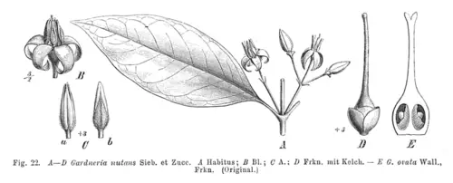 영주치자 (Gardneria nutans)