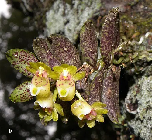 금자란 (Gastrochilus fuscopunctatus)