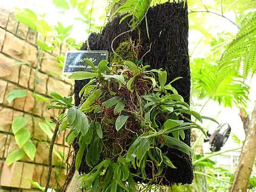 탐라란 (Gastrochilus japonicus)