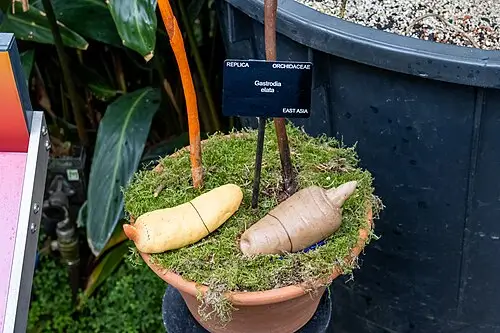 천마 (Gastrodia elata)
