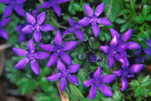 비로용담 (Gentiana jamesii)