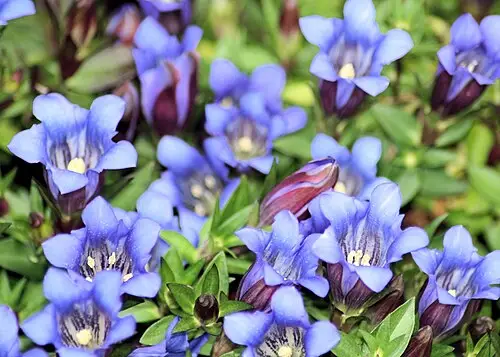 용담 (Gentiana scabra)