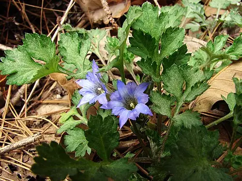 구슬붕이 (Gentiana squarrosa)