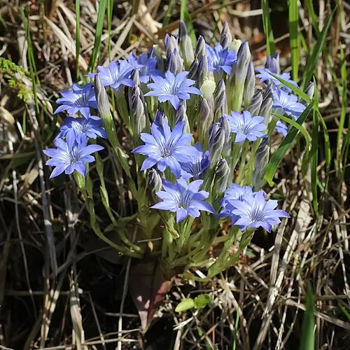 봄구슬붕이 (Gentiana thunbergii)