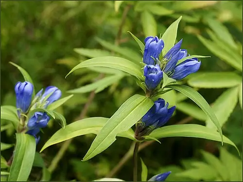 과남풀 (Gentiana triflora)