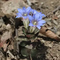 큰구슬붕이