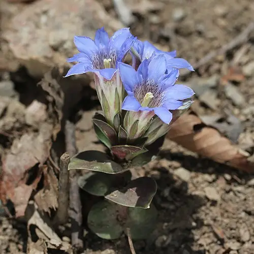 큰구슬붕이 (Gentiana zollingeri)