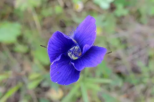 수염용담 (Gentianopsis barbata)