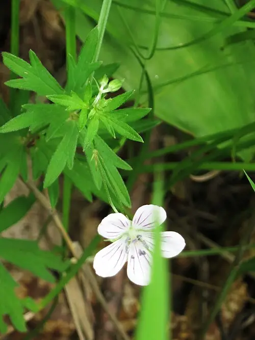 산쥐손이 (Geranium dahuricum)