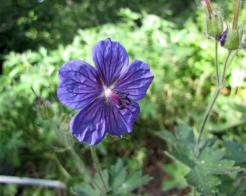 부전쥐손이 (Geranium platyanthum)