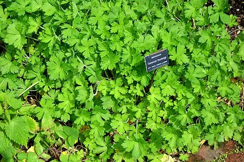 이질풀 (Geranium thunbergii)