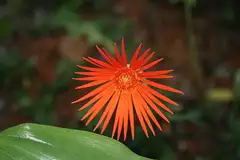 거베라