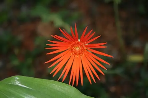 거베라 (Gerbera jamesonii)