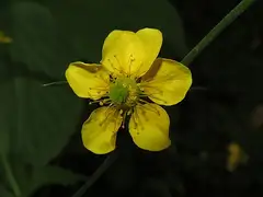 뱀무