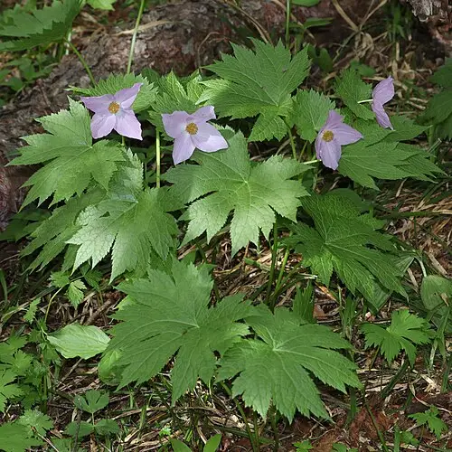 글라우키디움 (Glaucidium palmatum)