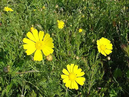 쑥갓 (Glebionis coronaria)
