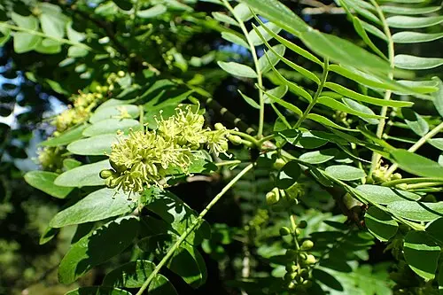 주엽나무 (Gleditsia japonica)