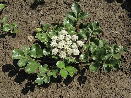 갯방풍 (Glehnia littoralis)