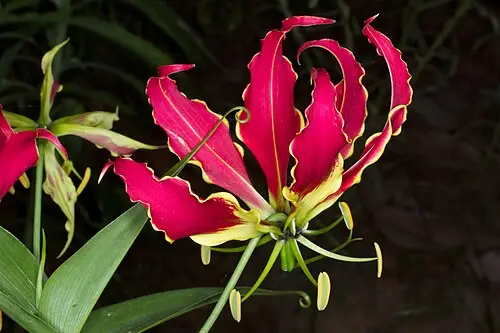 글로리오사 (Gloriosa superba)